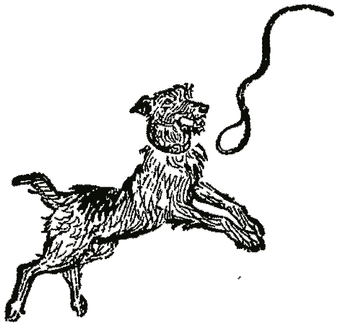 A dog running with its lead trailing