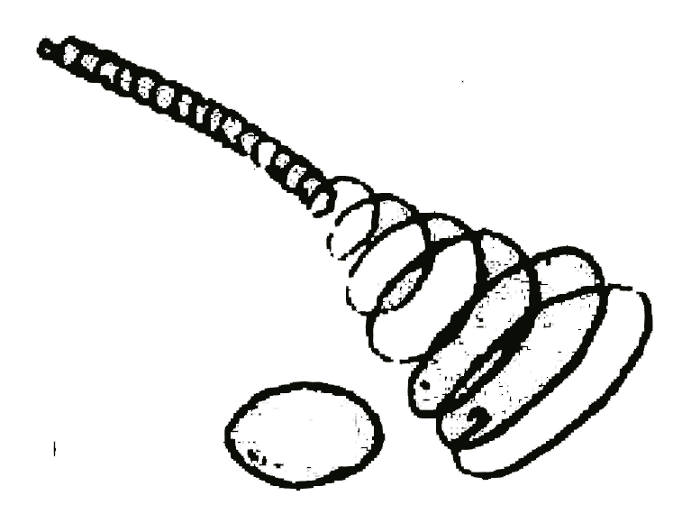 A sliced onion